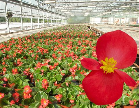 Foto de variedad de flores para ser usadas como: Maceta o Tarrina de colgar Begonia semperflorens Emperor Red