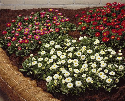 Foto de variedad de flores para ser usadas como: Maceta o Tarrina de colgar Bellis perennis Galaxy