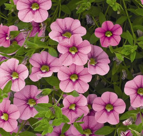 Foto de variedad de flores para ser usadas como: Tarrina de colgar / Maceta Calibrachoa Carillon Lilac Pink