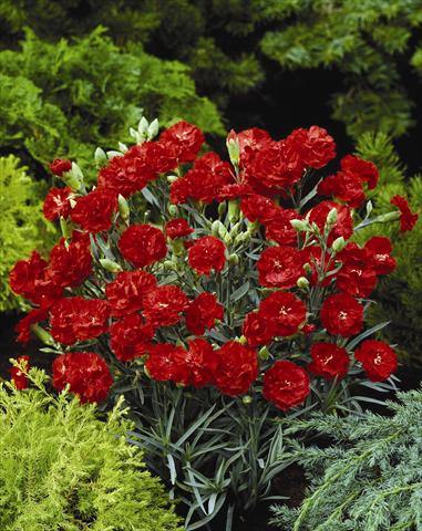 Foto de variedad de flores para ser usadas como: Planta de temporada / borde del macizo Dianthus caryophyllus Can Can Scarlet