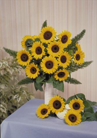 Foto de variedad de flores para ser usadas como: Flor cortada Helianthus annuus Sunbright Supreme