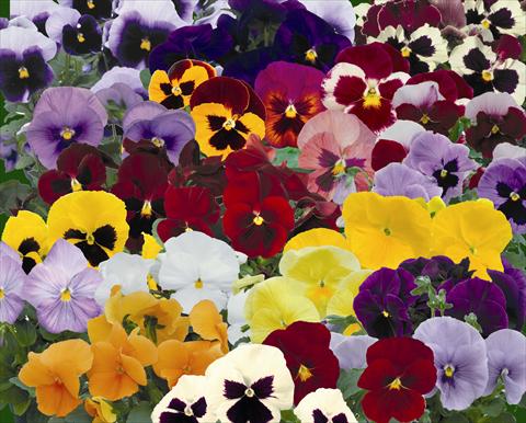 Foto de variedad de flores para ser usadas como: Maceta y planta de temporada Viola wittrockiana Dynamite Mix