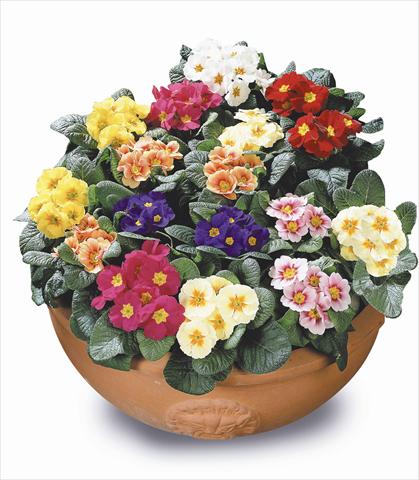 Foto de variedad de flores para ser usadas como: Planta de temporada / borde del macizo Primula acaulis, veris, vulgaris Daniella Mix
