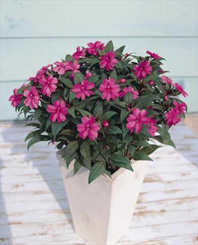 Foto de variedad de flores para ser usadas como: Maceta o Tarrina de colgar Impatiens N. Guinea SunPatiens® Lavender
