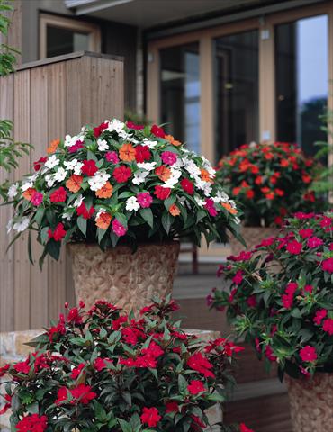 Foto de variedad de flores para ser usadas como: Planta de temporada / borde del macizo Impatiens N. Guinea SunPatiens® series