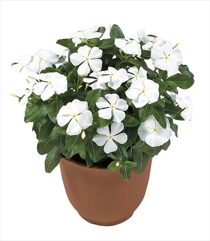 Foto de variedad de flores para ser usadas como: Maceta o Tarrina de colgar Catharanthus roseus - Vinca Victory Pure White