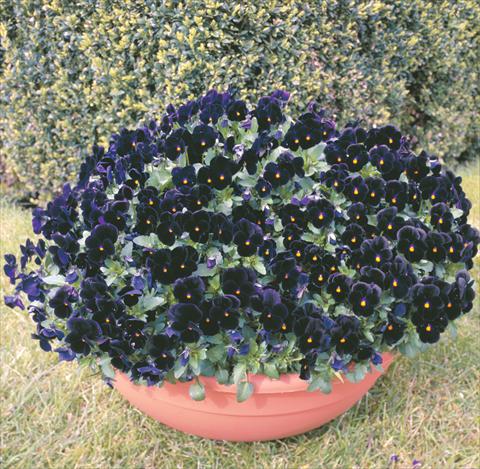 Foto de variedad de flores para ser usadas como: Planta de temporada / borde del macizo Viola cornuta Venus Black