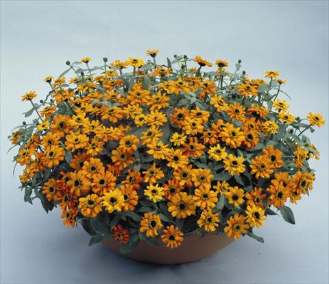 Foto de variedad de flores para ser usadas como: Maceta o Tarrina de colgar Zinnia hybrida Profusion Orange