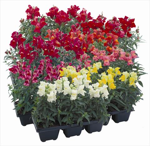 Foto de variedad de flores para ser usadas como: Planta de temporada / borde del macizo Antirrhinum majus Floral Showers Mix