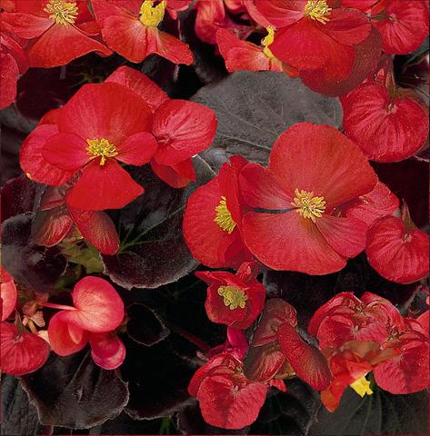 Foto de variedad de flores para ser usadas como: Maceta y planta de temporada Begonia semperflorens Senator Scarlet