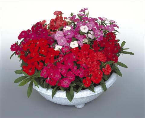 Foto de variedad de flores para ser usadas como: Maceta o Tarrina de colgar Dianthus Diamond Mix