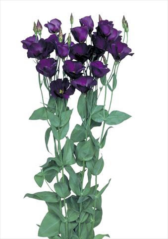 Foto de variedad de flores para ser usadas como: Flor cortada Lisianthus (Eustoma grandiflorum) Flamenco Purple