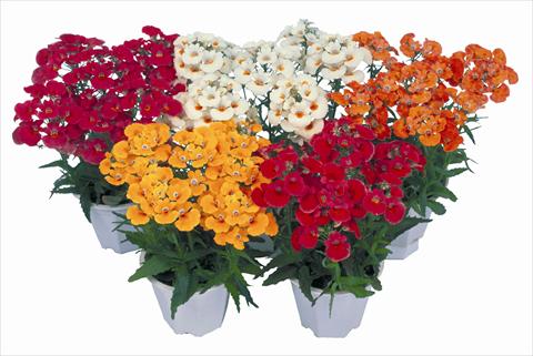 Foto de variedad de flores para ser usadas como: Planta de temporada / borde del macizo Nemesia strumosa Nebula Mix