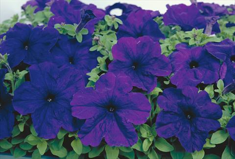 Foto de variedad de flores para ser usadas como: Planta de temporada / borde del macizo Petunia grandiflora Eagle Blue