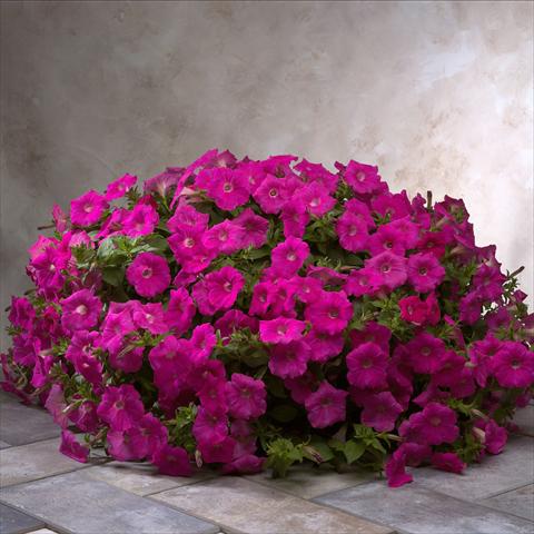 Foto de variedad de flores para ser usadas como: Planta de temporada / borde del macizo Petunia x hybrida Explorer Rose Pink