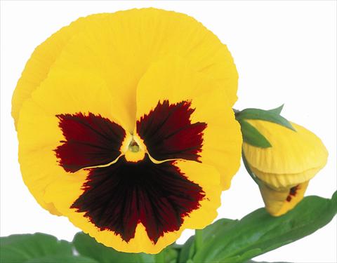 Foto de variedad de flores para ser usadas como: Maceta y planta de temporada Viola wittrockiana Power Yellow w/Blotch Improved