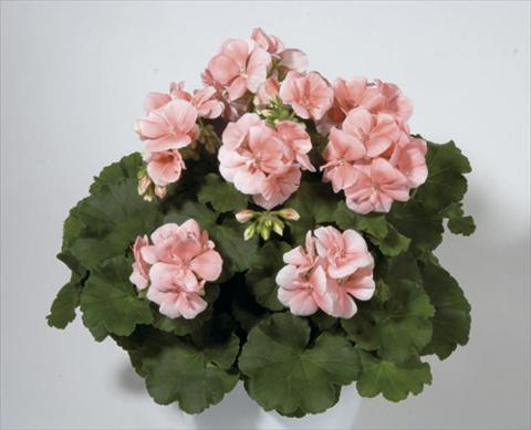 Foto de variedad de flores para ser usadas como: Planta de temporada / borde del macizo Pelargonium zonale Sunrise® Palazzo