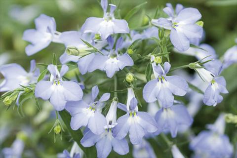 Foto de variedad de flores para ser usadas como: Tarrina de colgar / Maceta Lobelia Curaçao® Light Blue
