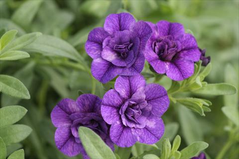 Foto de variedad de flores para ser usadas como: Tarrina de colgar / Maceta Calibrachoa MiniFamous® Double Blue