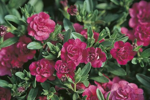 Foto de variedad de flores para ser usadas como: Tarrina de colgar / Maceta Calibrachoa MiniFamous® Double Dark Pink