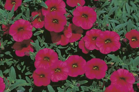 Foto de variedad de flores para ser usadas como: Tarrina de colgar / Maceta Calibrachoa MiniFamous® Sangria