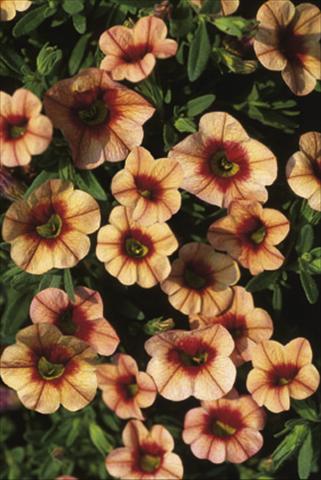 Foto de variedad de flores para ser usadas como: Tarrina de colgar / Maceta Calibrachoa MiniFamous® Apricot & Eye