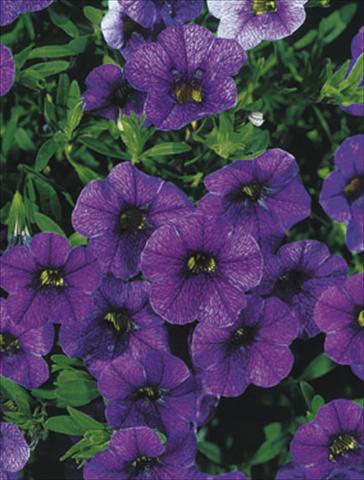 Foto de variedad de flores para ser usadas como: Tarrina de colgar / Maceta Calibrachoa MiniFamous® Dark Blue
