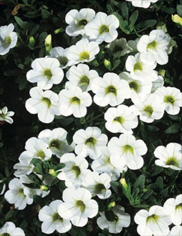 Foto de variedad de flores para ser usadas como: Tarrina de colgar / Maceta Calibrachoa MiniFamous® White