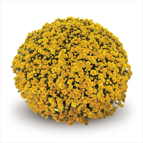Foto de variedad de flores para ser usadas como: Tarrina de colgar / Maceta Chrysanthemum Nestoro Gold