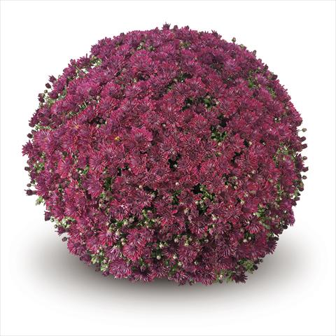 Foto de variedad de flores para ser usadas como: Tarrina de colgar / Maceta Chrysanthemum Passarello Purple