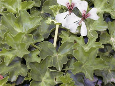 Foto de variedad de flores para ser usadas como: Tarrina de colgar / Maceta Pelargonium peltatum Decora Glacier White®
