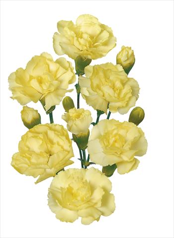 Foto de variedad de flores para ser usadas como: Flor cortada Dianthus caryophyllus Dorado 