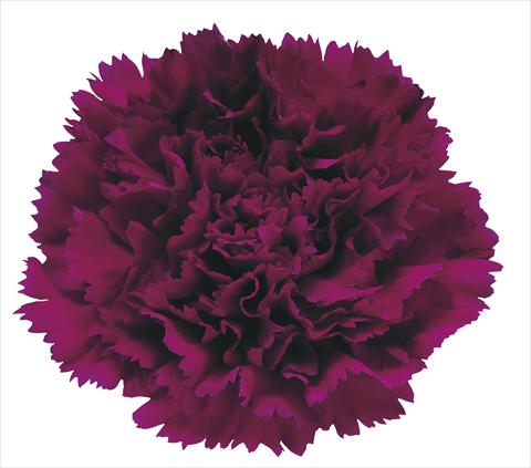 Foto de variedad de flores para ser usadas como: Flor cortada Dianthus caryophyllus Dustin