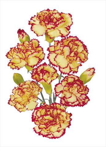 Foto de variedad de flores para ser usadas como: Flor cortada Dianthus caryophyllus Erg