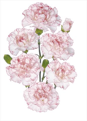 Foto de variedad de flores para ser usadas como: Flor cortada Dianthus caryophyllus Fantasy Pepermint