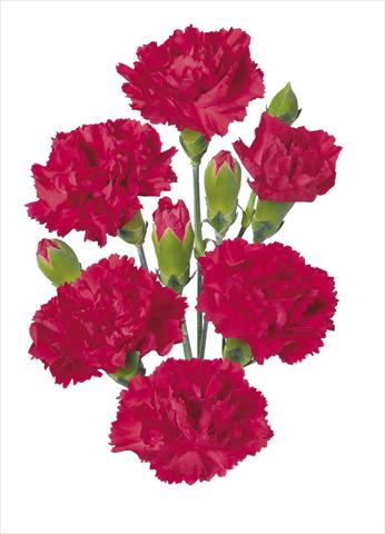 Foto de variedad de flores para ser usadas como: Flor cortada Dianthus caryophyllus Kiss