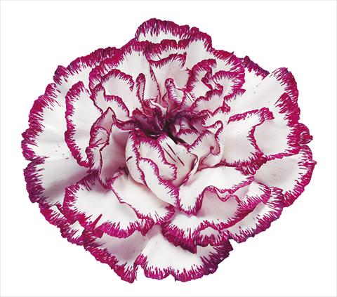 Foto de variedad de flores para ser usadas como: Flor cortada Dianthus caryophyllus Olympia