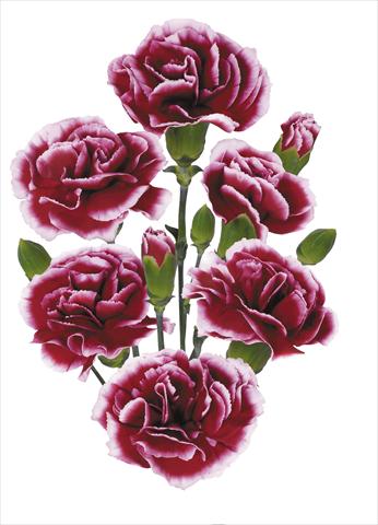 Foto de variedad de flores para ser usadas como: Flor cortada Dianthus caryophyllus Raspberry Ripple