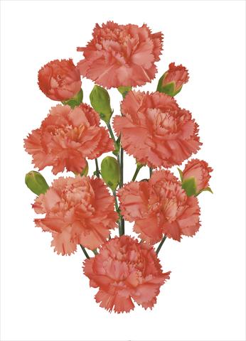 Foto de variedad de flores para ser usadas como: Flor cortada Dianthus caryophyllus Romany