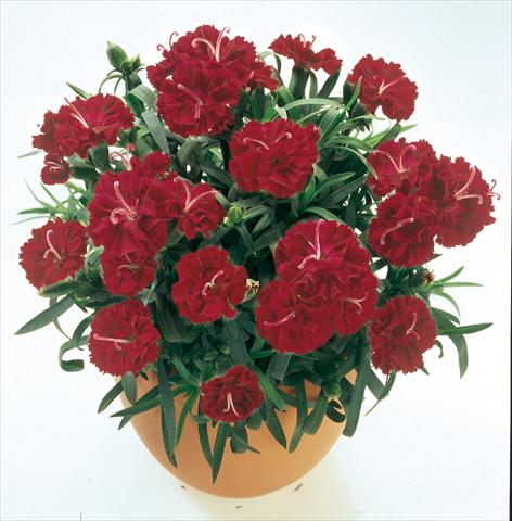Foto de variedad de flores para ser usadas como: Tarrina de colgar / Maceta Dianthus caryophyllus SuperTrouper® Burgundy