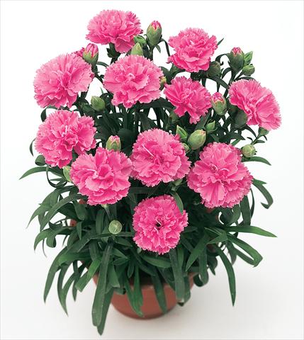 Foto de variedad de flores para ser usadas como: Maceta y planta de temporada Dianthus caryophyllus Diogenes