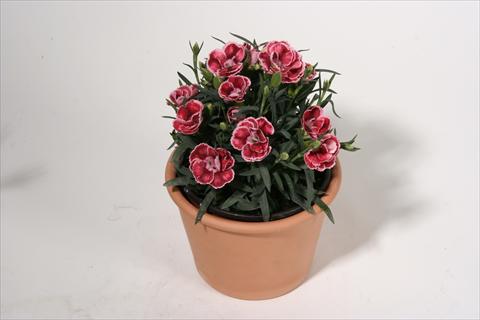 Foto de variedad de flores para ser usadas como: Tarrina de colgar / Maceta Dianthus caryophyllus SuperTrouper® Dorie