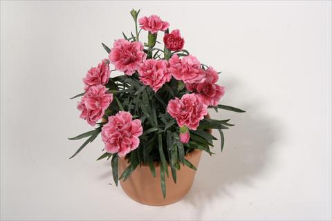 Foto de variedad de flores para ser usadas como: Tarrina de colgar / Maceta Dianthus caryophyllus SuperTrouper® Elise
