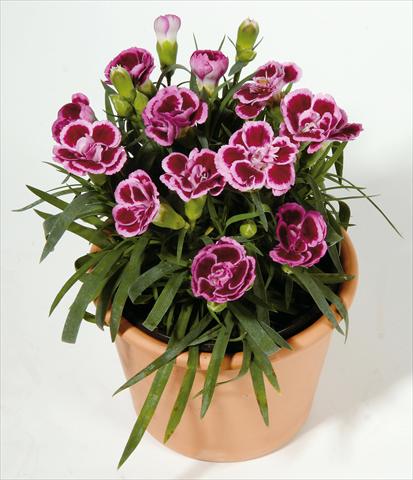 Foto de variedad de flores para ser usadas como: Tarrina de colgar / Maceta Dianthus caryophyllus SuperTrouper® Frodo