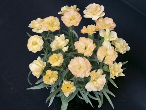 Foto de variedad de flores para ser usadas como: Tarrina de colgar / Maceta Dianthus caryophyllus SuperTrouper® Luna