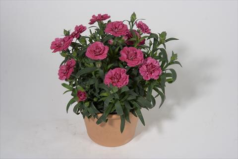Foto de variedad de flores para ser usadas como: Tarrina de colgar / Maceta Dianthus caryophyllus SuperTrouper® Oscar