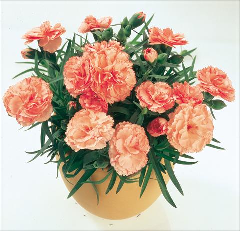 Foto de variedad de flores para ser usadas como: Tarrina de colgar / Maceta Dianthus caryophyllus SuperTrouper® Peach