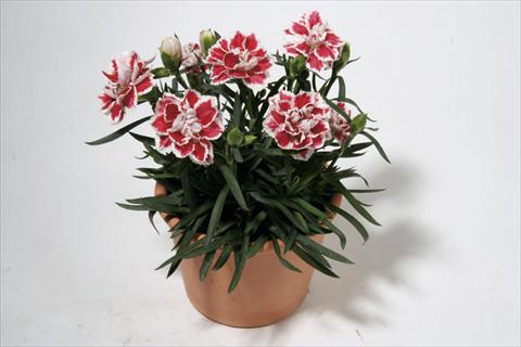 Foto de variedad de flores para ser usadas como: Tarrina de colgar / Maceta Dianthus caryophyllus SuperTrouper® Sam