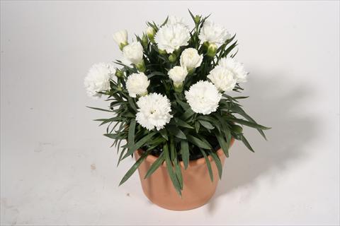 Foto de variedad de flores para ser usadas como: Tarrina de colgar / Maceta Dianthus caryophyllus SuperTrouper® Sinah