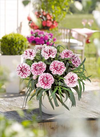 Foto de variedad de flores para ser usadas como: Tarrina de colgar / Maceta Dianthus caryophyllus SuperTrouper® Sissy